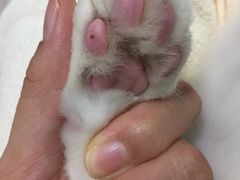 -宠爱国际动物医院·消化内科·心肾内科·ISFM猫友好(望京店)
