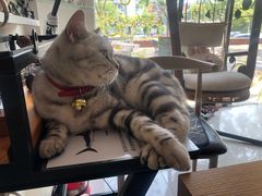 -平行世界·猫咖(首经贸店)