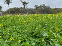 -长洲岛都市农业公园