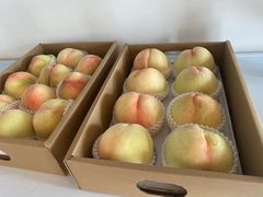 -南汇新场正宗水蜜桃采摘