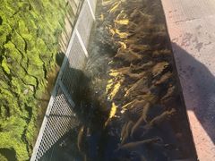 鱼池-京北渔家傲