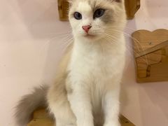 -猫咪派对(江南西店)