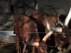 -清迈夜间动物园