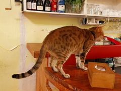 -猫色咖啡·猫咖