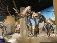 -国家自然博物馆