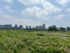 -洋湖国家湿地公园