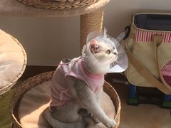 -纳吉亚猫专科动物医院博雅分院