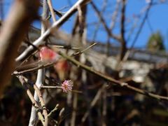 丽江安缦酒店-大研安缦酒店
