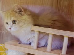 -山宅一喵德文卷毛猫舍
