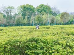 -洋湖国家湿地公园