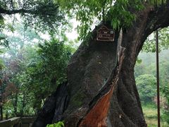 -石台牯牛降景区