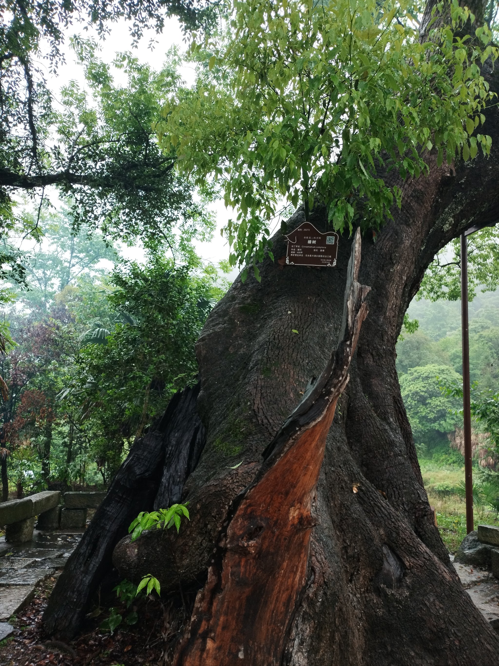 石台白石岭风景区门票图片