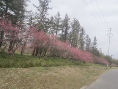 -上海海湾国家森林公园