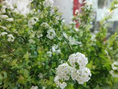 -循礼门鲜花花市(武汉循礼门店)