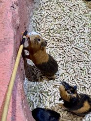 -Zoolung Zoolung动物主题公园(海信广场店)