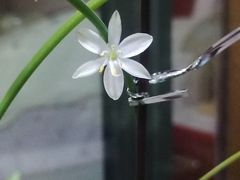 -新湖明珠城