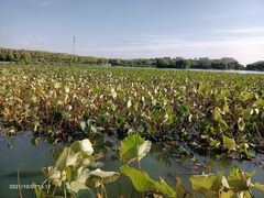 -大兴滨河森林公园