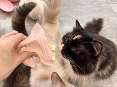 -楼上猫咖(罗湖店)