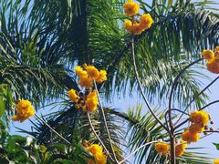 -西双版纳傣族园