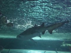 -悉尼海洋生物水族馆