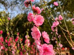 -桃花涧