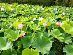 -荆川公园