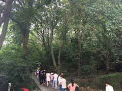 -上海佘山国家森林公园西佘山园