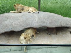 -北京野生动物园