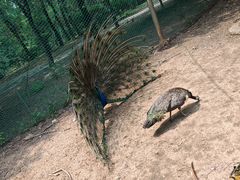 -沈阳鸟岛