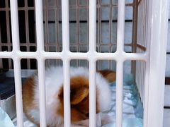 -逗柴咖啡屋·狗咖猫咖宠物桌游