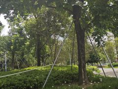-中山市树木园