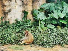 -海南热带野生动植物园