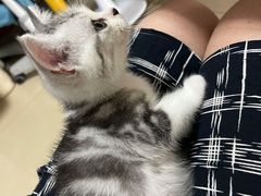 -关爱宠物医院·猫科中心·消化科(滨湖万达分院)