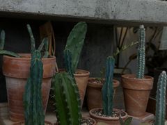 -自由生长植物工作室(深港花卉中心店)