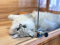 -猫十亿·布偶金渐层·曼基康矮脚猫舍(青年路店)