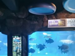 -烟台海昌鲸鲨海洋公园