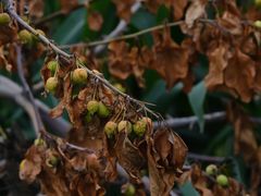 -圣·阿列克谢耶夫教堂