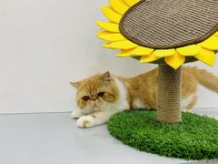 -糯米喵星人·撸猫猫舍咖啡馆(西市场嘉华店)