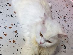 -毛绒耶耶撸宠馆·猫咖·狗咖·荷兰猪咖