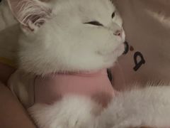 -柏萃动物医院·骨科·牙科
