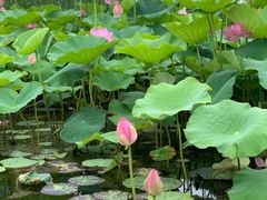 -荷塘月色湿地公园·向阳花洲