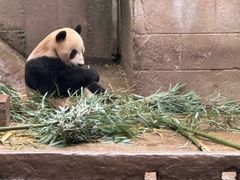 -中国大熊猫保护研究中心雅安碧峰峡基地