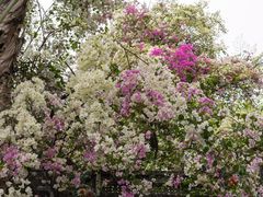 -深圳国际园林花卉博览园