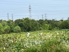 -上海长兴岛郊野公园