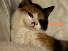 -美联众合爱康动物医院•复杂内科•肿瘤科•牙科•腔镜诊疗中心