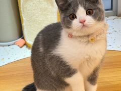 -柚子猫舍·精品猫舍购猫·猫咪认养·购宠·宠物店
