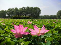 -东郊湿地公园