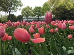 -上海鲜花港