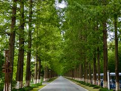 -黄海国家森林公园