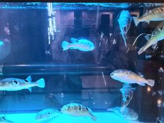 -肆月河豚·淮扬菜·湘菜(华天店)